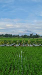 Baturiti Modern Guest House with private pool