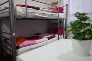 Bed in 8-Bed Mixed Dormitory Room with Shared Bathroom room in Center Hostel and Guest House