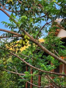 Refúgio no meio da natureza - Chalé Vale Dourado