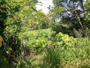 The Silent Nest - Guest House