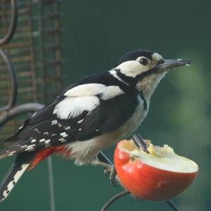 Strongate Orchard Farm stay Bridport Dorset- Jurassic Coast 10 min drive