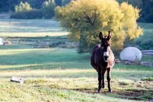yurt belltent Hertford farm stay - 韦尔