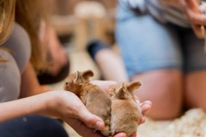 Landhaus Ferienwohnung 3, Bauernhof Hopp Vadersdorf