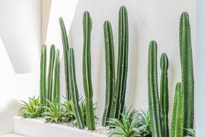 Villa Peyot - 2BR Villa in Kerobokan