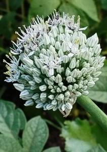 Casa Entre Pinos susa