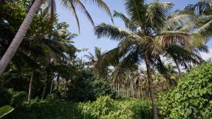 Neos Palm Paradise