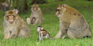 Appartements La cigogne d-Alsace 2 : photos des chambres