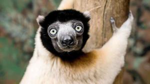 Appartements La cigogne d-Alsace 2 : photos des chambres