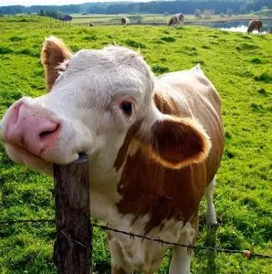 Casa Robles 3000 - Tablado