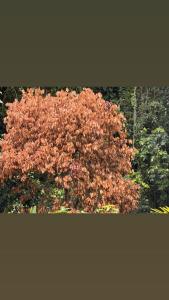 Casa 4 quartos Riviera de Sao lourenço Piscina Aquecida
