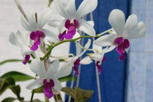 Orchid Villa