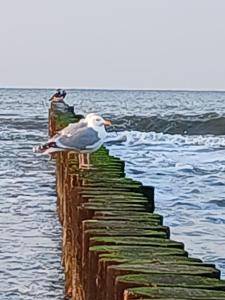 Balticsunset Rewal Apartment "Justi"