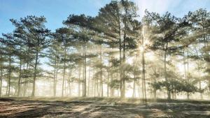 Villa Đà Lạt Emerald LH View Rừng Thông