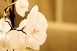 Appartements Eldorado