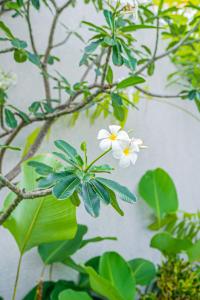 Sun Garden Villa - 2BR Villa in Kerobokan