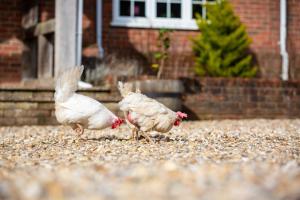 Langford farmhouse - New Forest National Park Luxury 4bd, hot tub, cinema, 10 acres