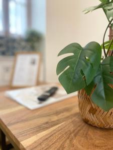 Appartements Maison tout confort, charme et authenticite : photos des chambres
