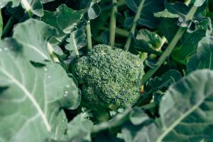 Landgasthof Paradiesli