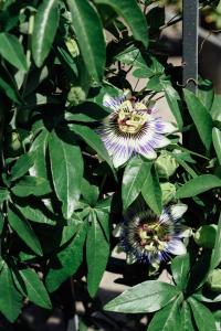 Landgasthof Paradiesli