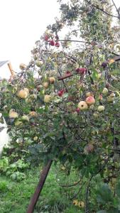 Maisons de vacances Gite Des Fruitiers : photos des chambres