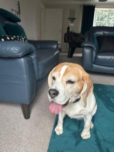 Hereford - Finch House - Modern 4 Bedroom House Located in South Hereford, Dog Friendly With Nearby Countryside, Pool Table, Sleeps up to 10 Guests - Hosted by RENTMYHOUSE