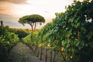 Vigna delle Rose - Casa Balzano