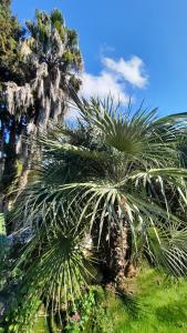 Le Phoenix de la Palmeraie