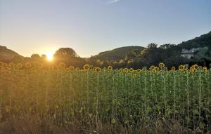 Spacieuse Maison En Périgord