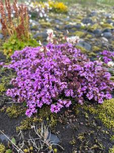 Stóra-Mörk Guesthouse