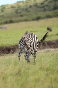 ilkerin camp maasai mara