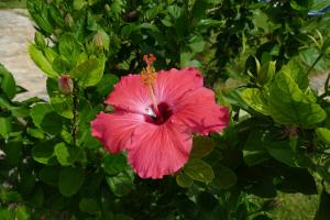 Mar Azul, Las Galeras