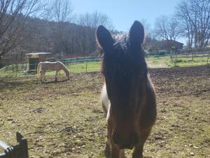 Villas La Sousto Du Lac Sauvage : photos des chambres