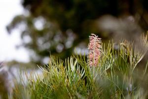 Bay of Fires Cottage