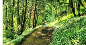 Cozy & Contemporary Lodge by the woods