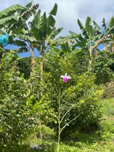 Glamping Resort Jonico Finca