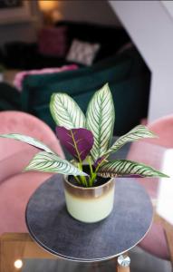 Eden House - Beach Apartments & Suites