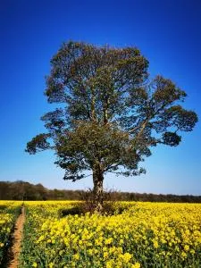 Sycamore and Stars Off Grid Retreat - Kirmington