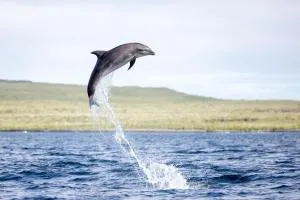 Bungalow entero en Galápagos 77 - Progreso