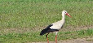 Ruda Rzeczka - domek letniskowy nad stawem z balią i wiatą