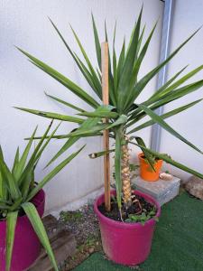 Studio côté jardin