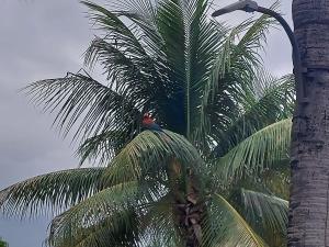 BauHouse Comfort Suites Asuncion