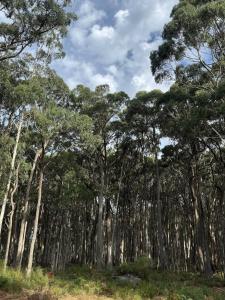 Luxury Evergreen Escape