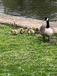 2 Bedroom Flat with River View