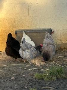 Maisons de vacances Le fer a cheval 72 - les contensieres : photos des chambres