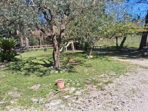 Fiorile
