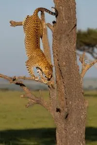 Queen comfort - Keekorok