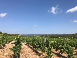 Villas Villa entre Vignes et Garrigues : photos des chambres