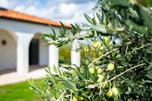 Villa Olivarum - Budak