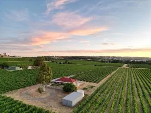 McGill Vineyard Barossa - Lights Pass