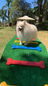 Pousada Serra das Araucárias PetFriendly - CÃOFÉ da manhã Pet